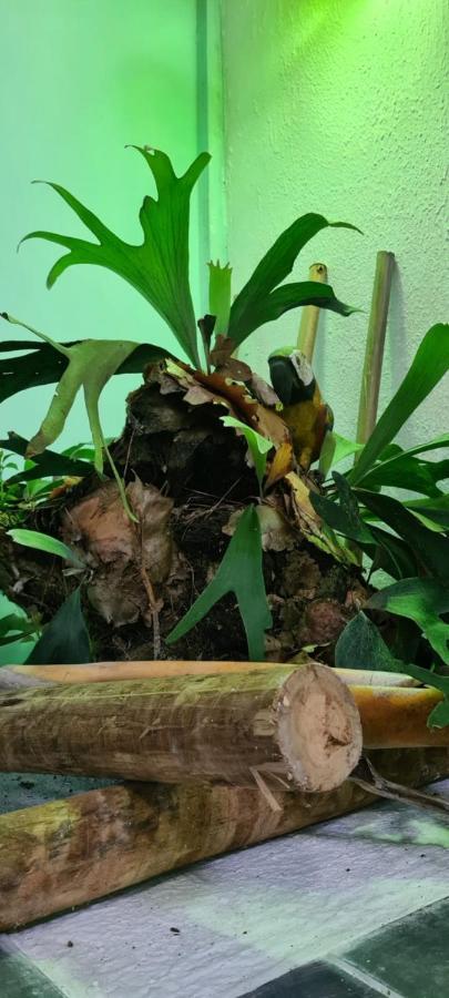 Apartamento Cantinho Do Sagui